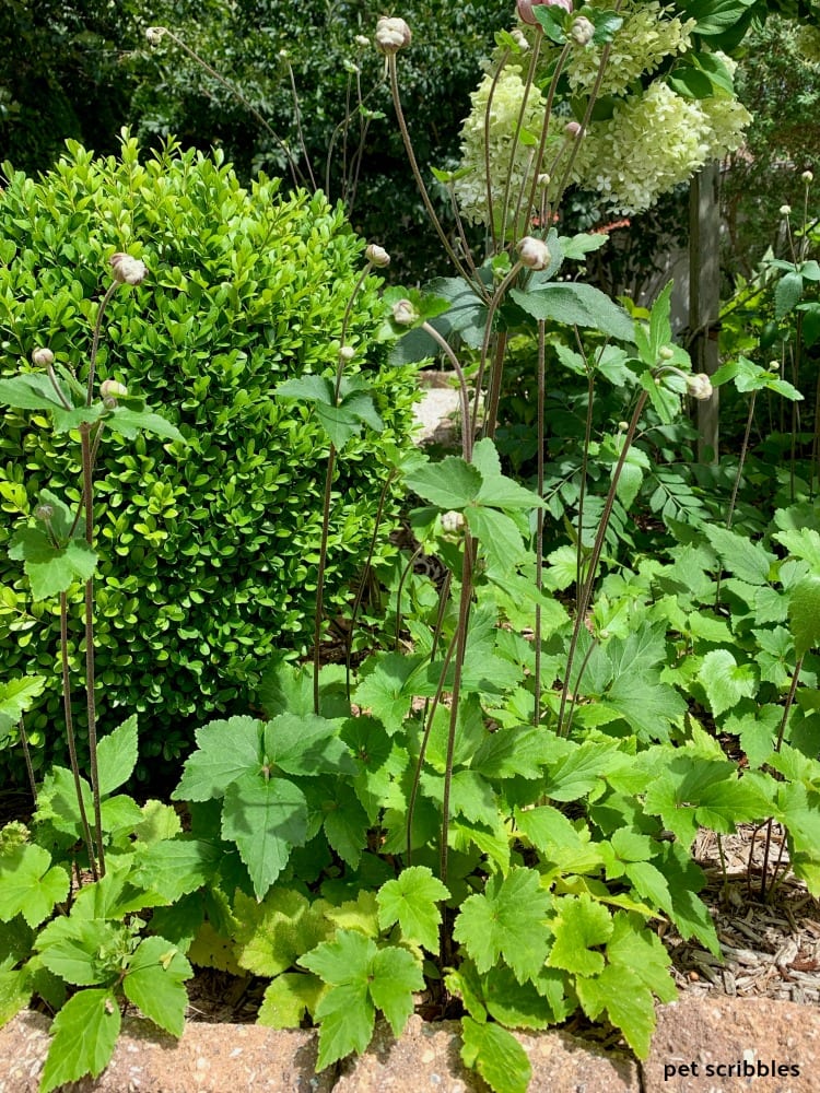 Japanese Anemones growing in front of the garden