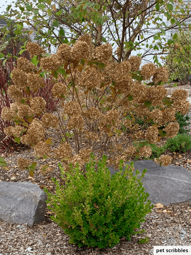 green boxwood and dried hydrangea flowers in Fall