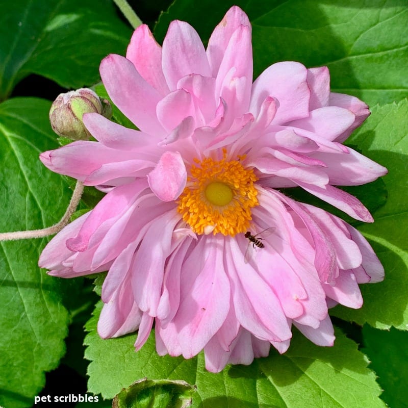 pink flowers of japanese anemone perennial