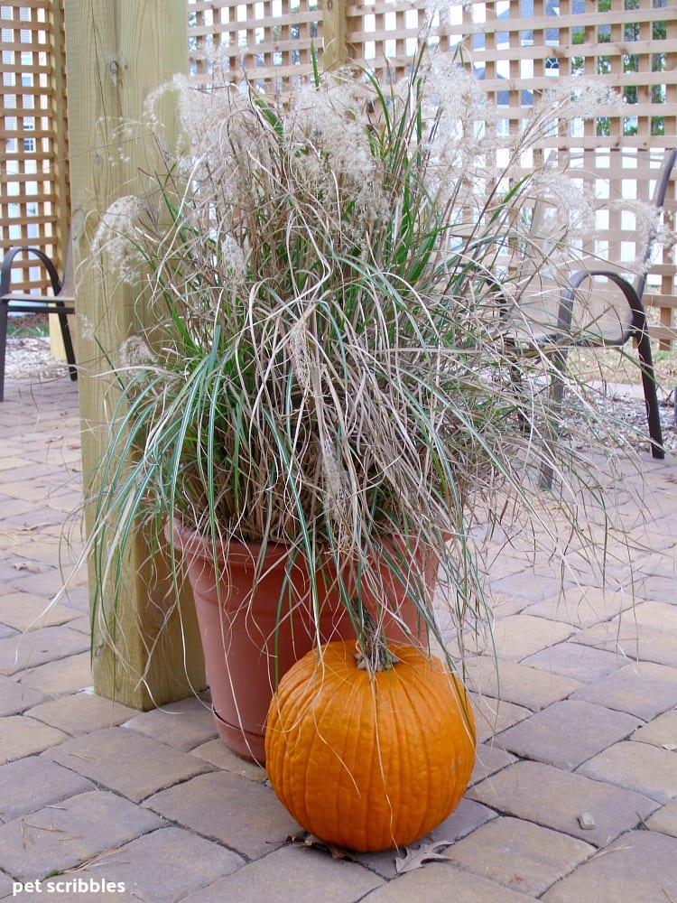 large ornamental grasses in a pot with a pumpkin