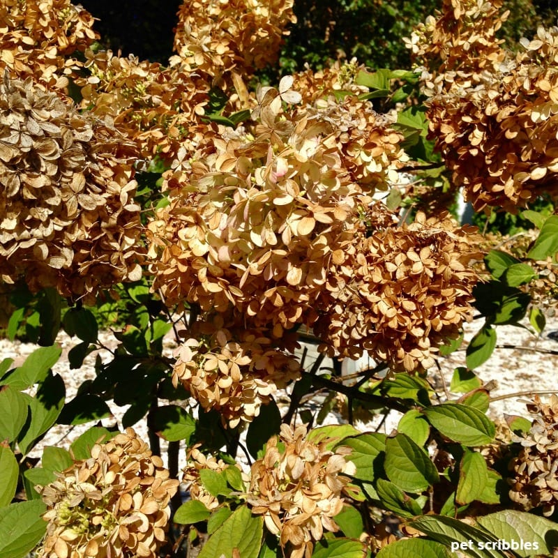 Limelight Hydrangea Tree dried flowers in Fall