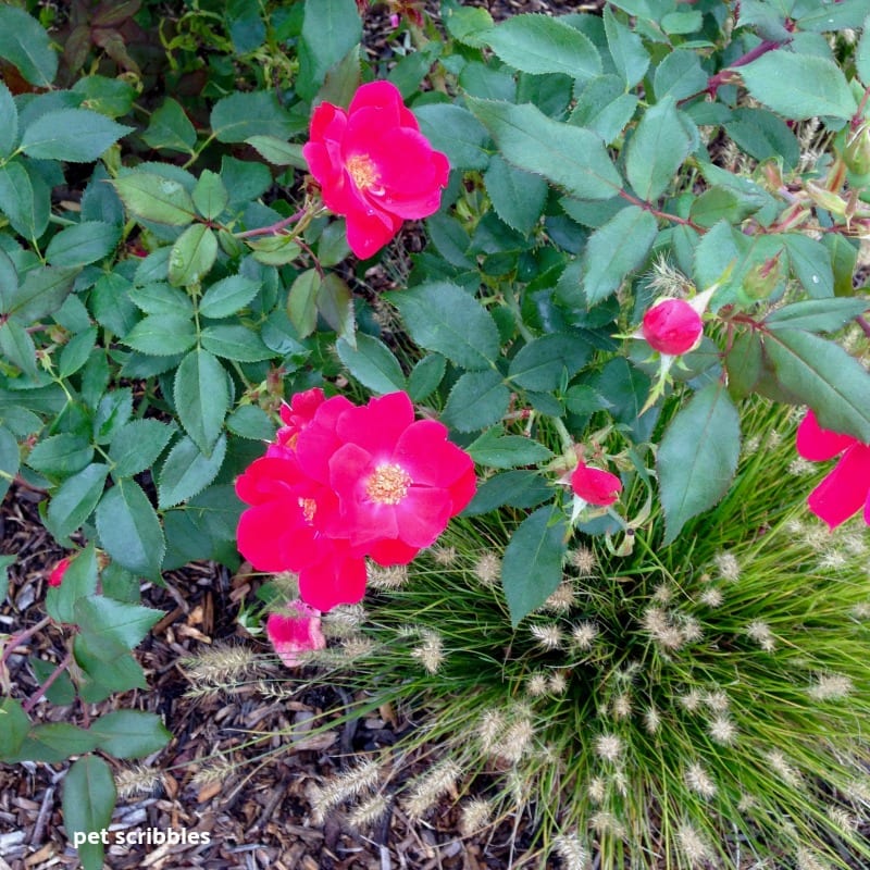 ornamental grasses and roses together in the garden