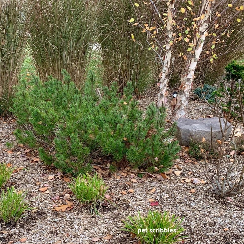 mugo pine green Fall color in the garden