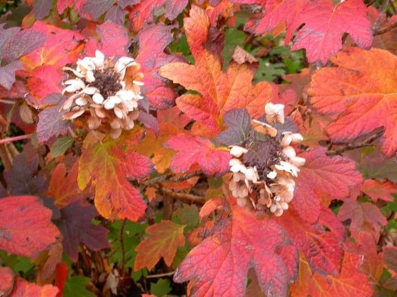 oak leaf hydrangea red fall leaves