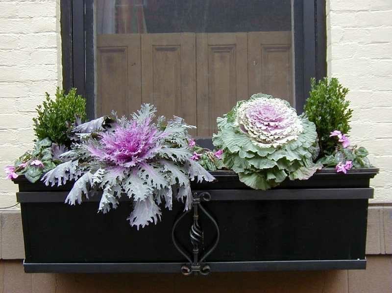 ornamental cabbage and kale in window box