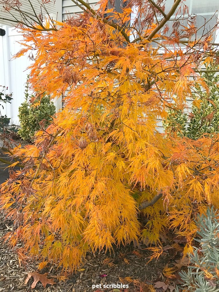 Ornamental Maple leaves orange Fall color