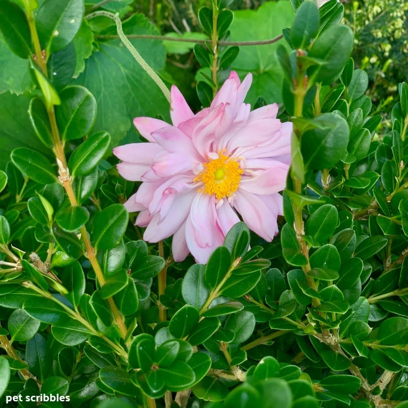 pink Japanese Anemone and Boxwood