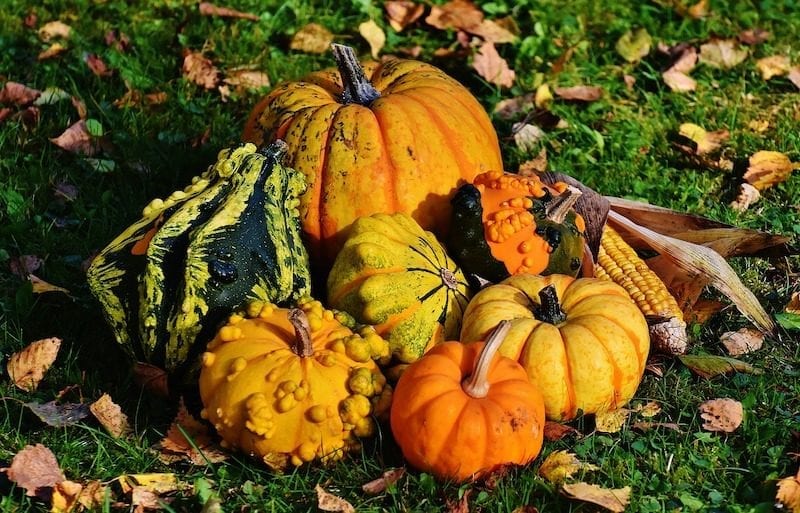 pumpkins and gourds