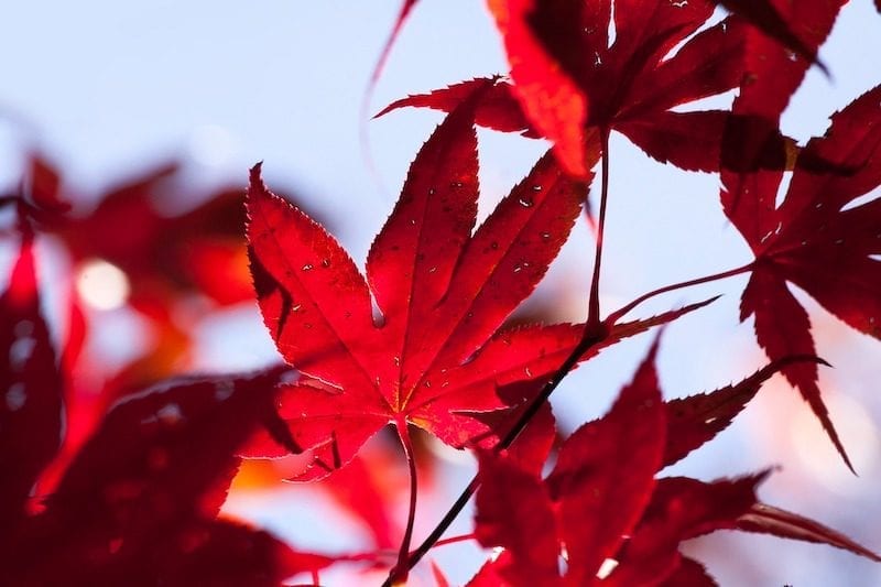 red maple leaves