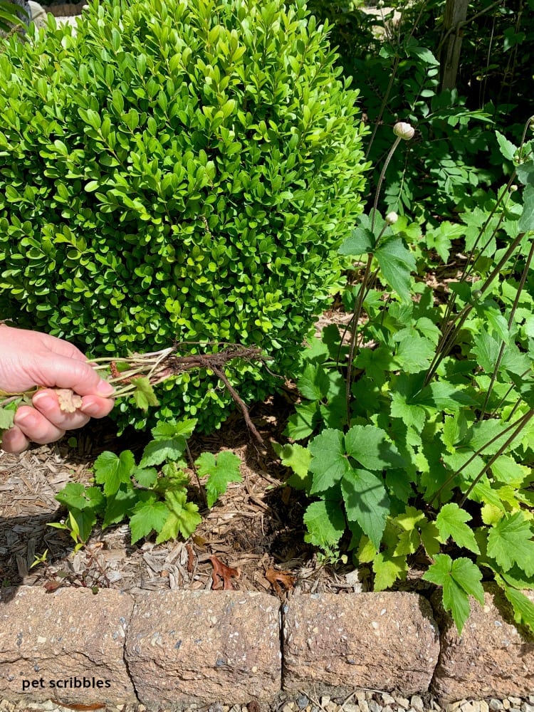 demonstrating how to remove a Japanese Anemone plant