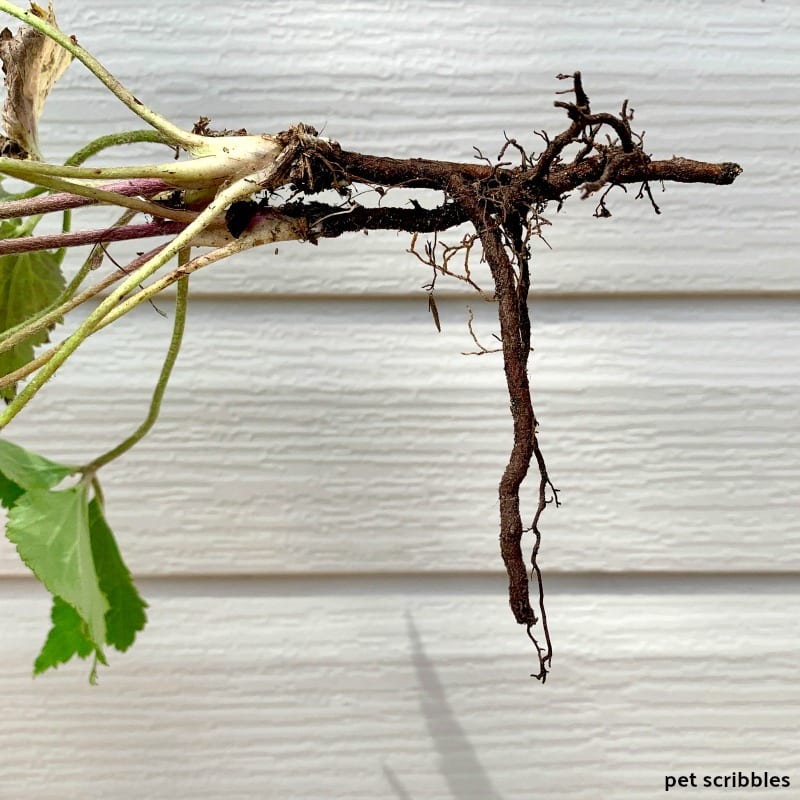 the roots of a Japanese Anemone