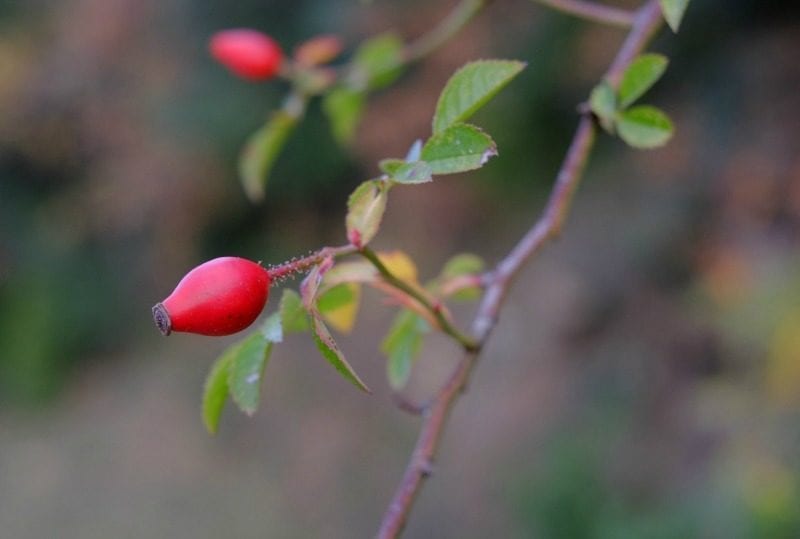 rose hips on a shrub in Fall