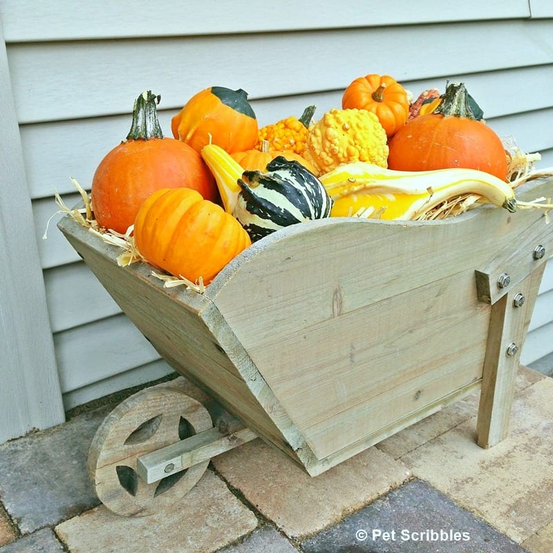 small wheelbarrow with hay and colorful gourds