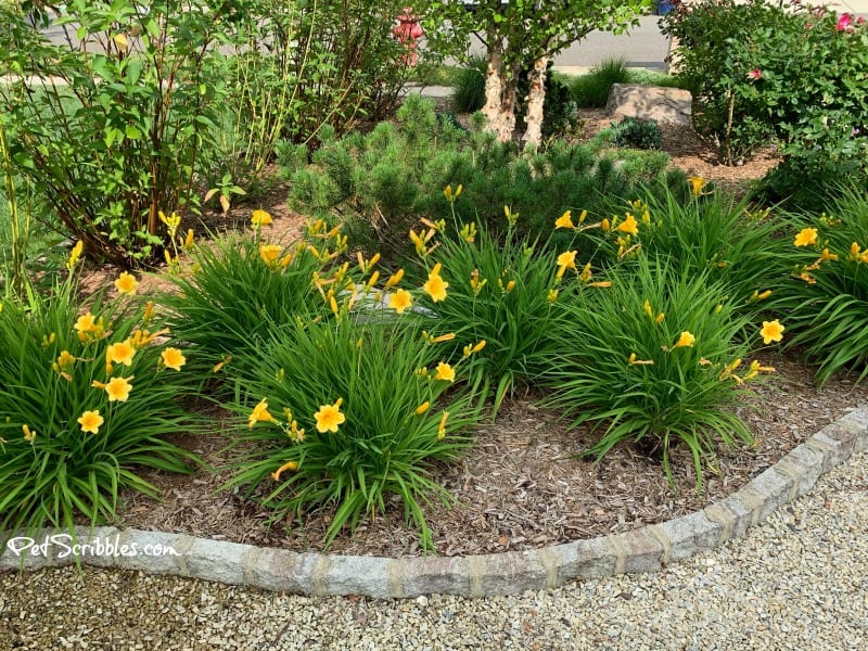 Stella D'Oro Daylilies blooming in June