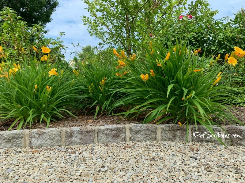 Stella D'Oro Daylilies blooming in Summer