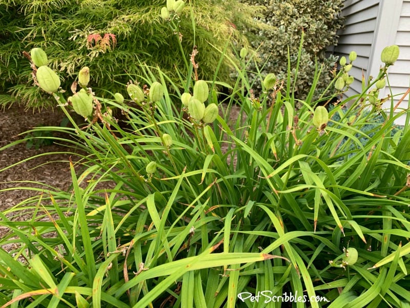 Stella D'Oro Daylily seed pods