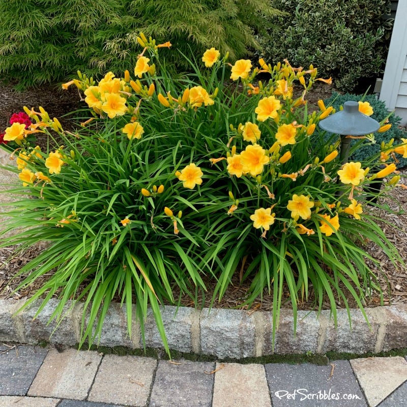 blooming Stella D'Oro Daylilies'Oro Daylilies