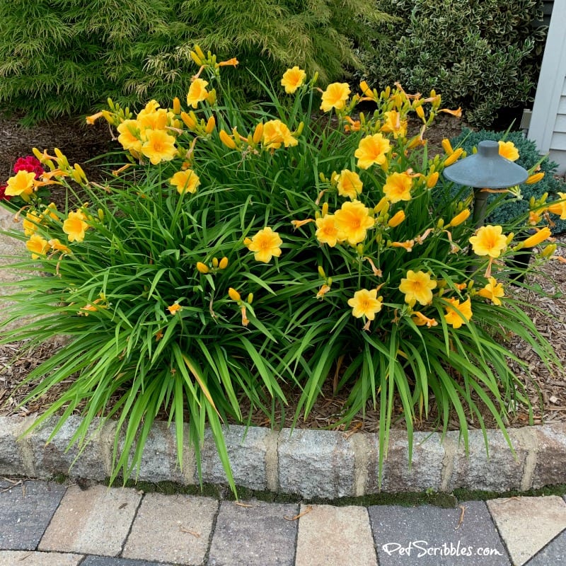 blooming Stella D'Oro Daylilies