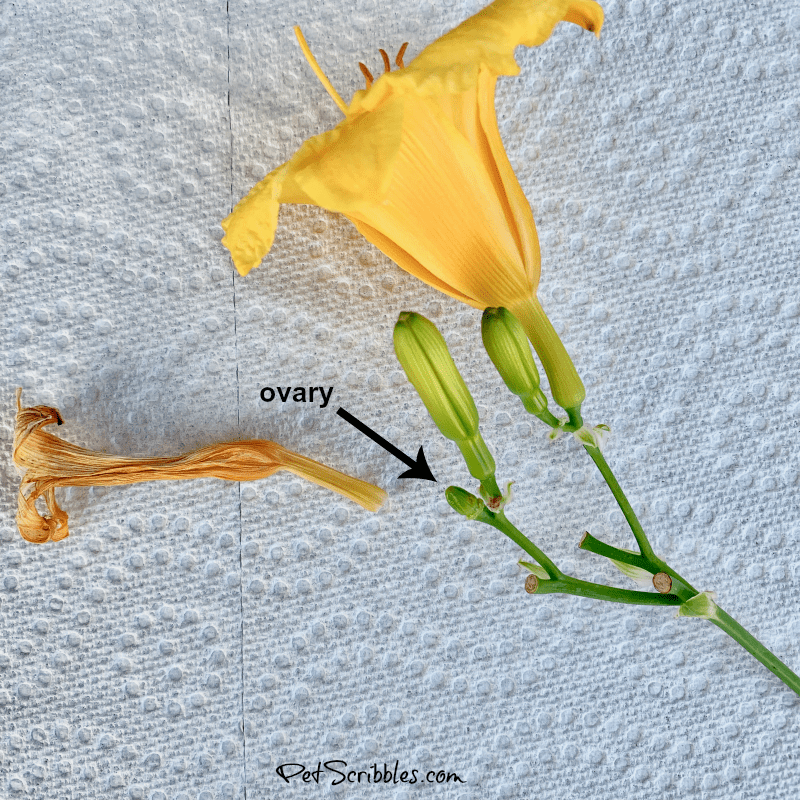 deadheading Stella D'Oro daylilies'Oro daylilies