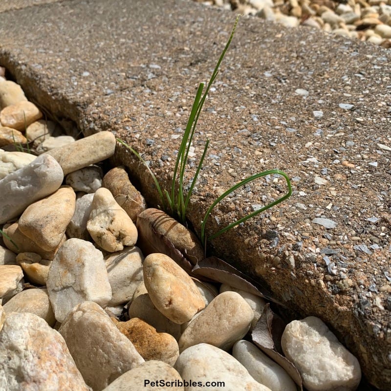 garlic chive plant popping up among river rocks