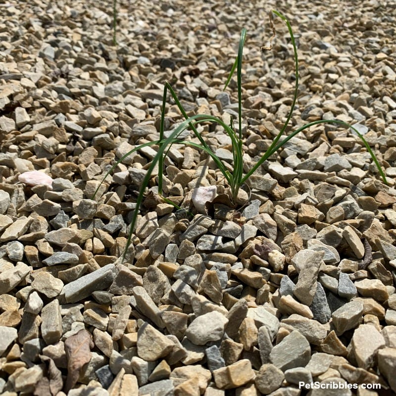 garlic chives in gravel