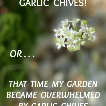 garlic chives invasion