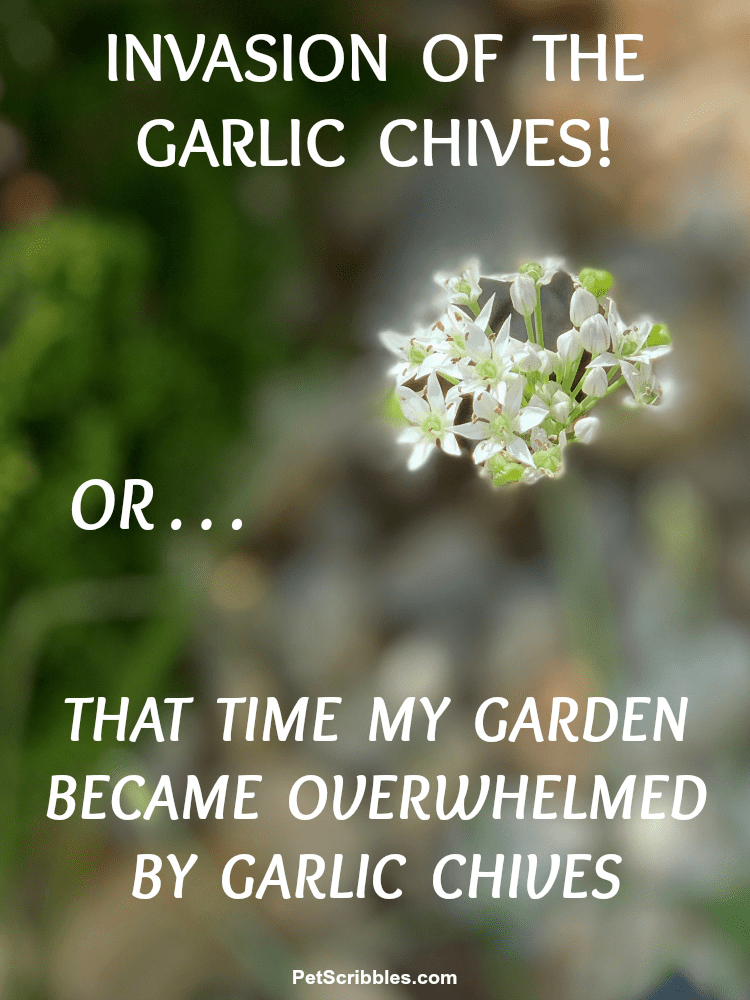 garlic chives invasion