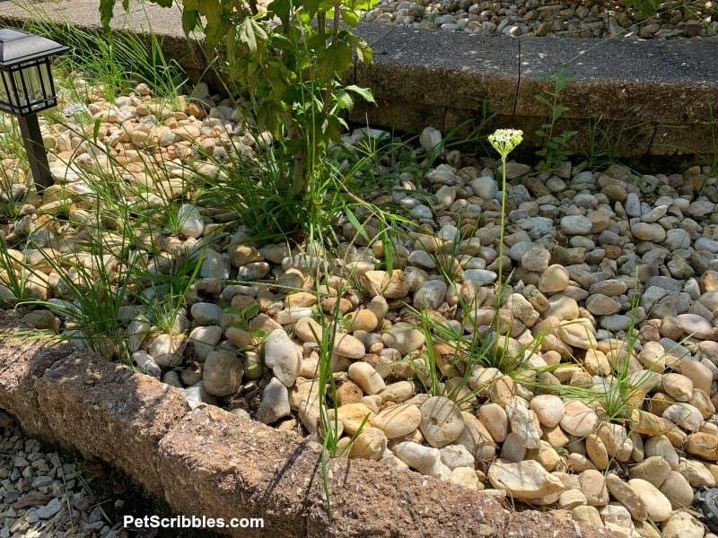 garlic chives spreading everywhere