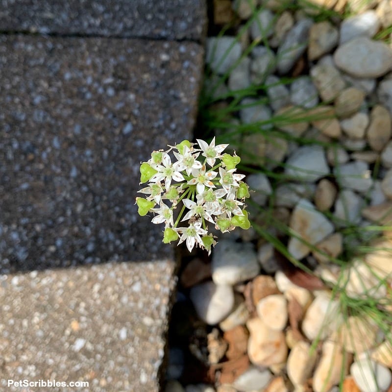 garlic chives white flower