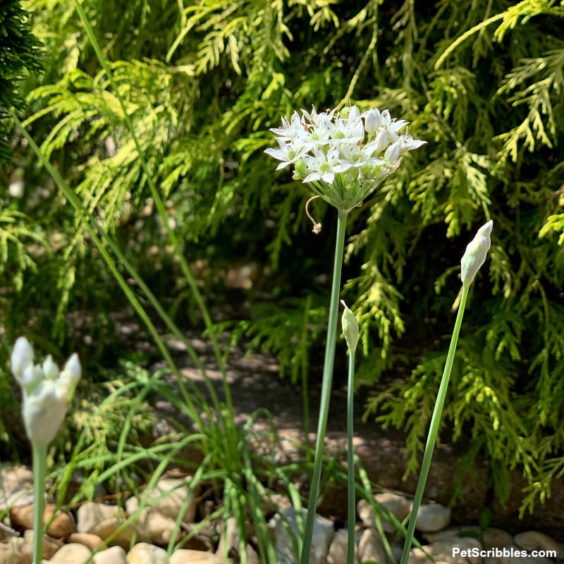 garlic chives