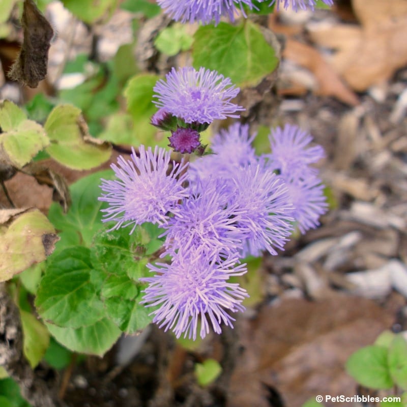 hardy ageratum blue mist flowers