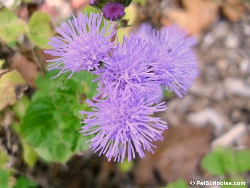 hardy ageratum flowers