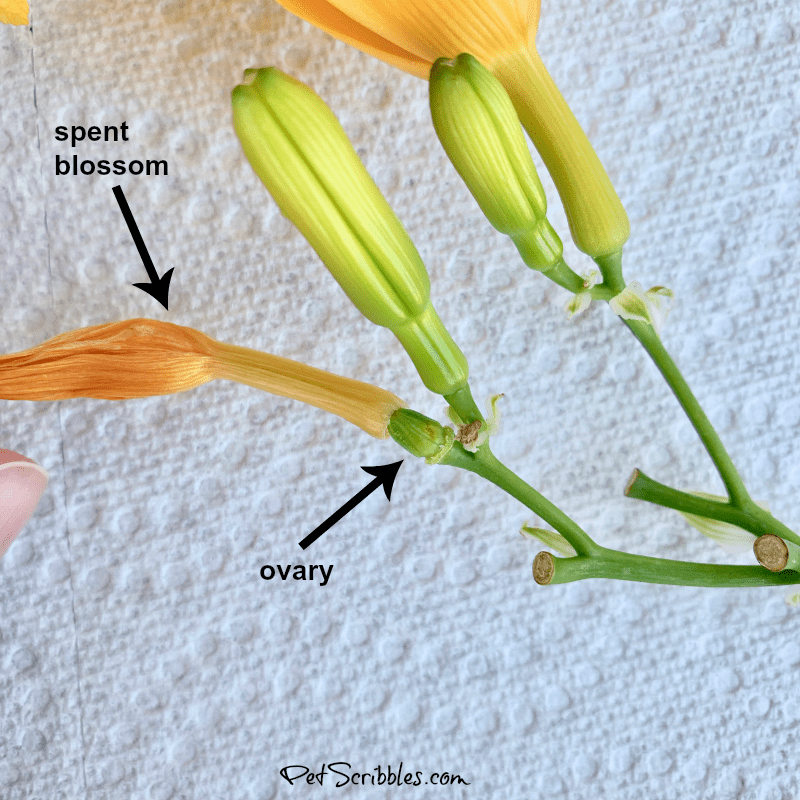 how to deadhead Stella D'Oro daylilies