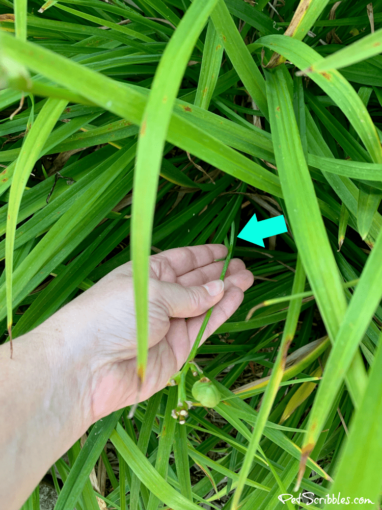 how to remove seed pods from Stella D'Oro Daylilies