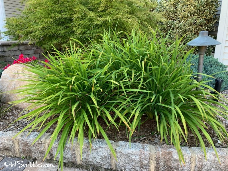 removing seed pods from Stella D'Oro Daylilies