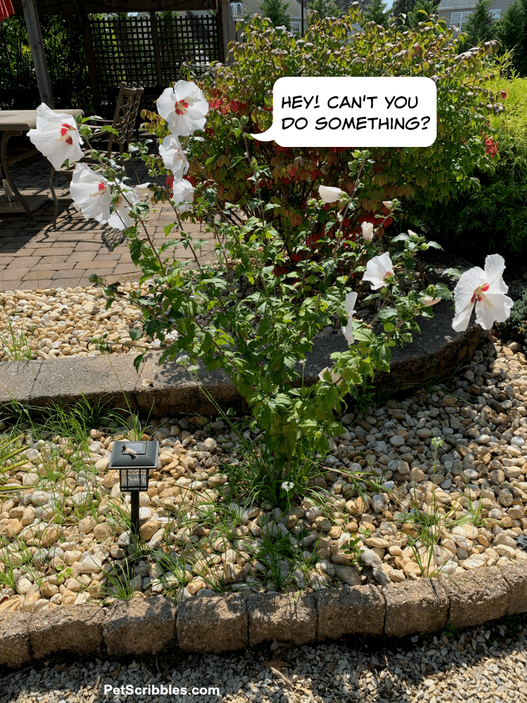 rose of sharon surrounded by chives