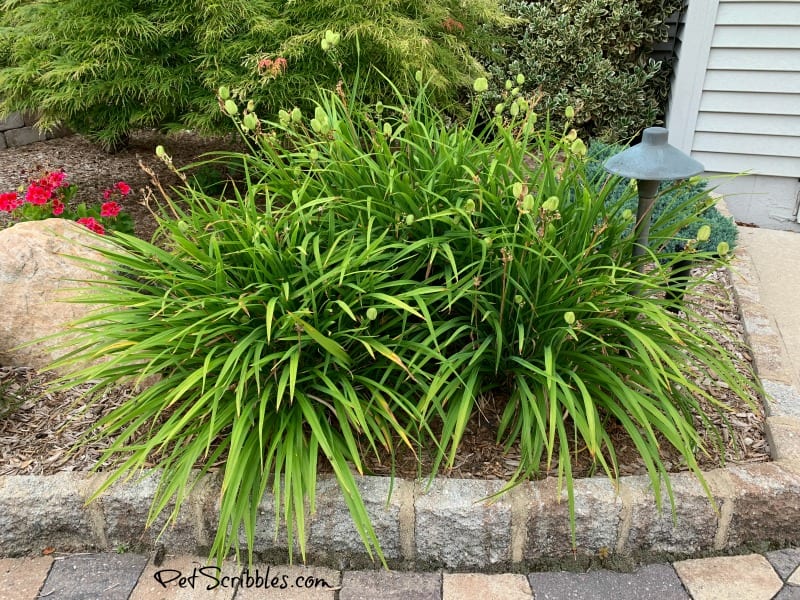 Stella D'Oro Dayliliesのseed pods'Oro Daylilies
