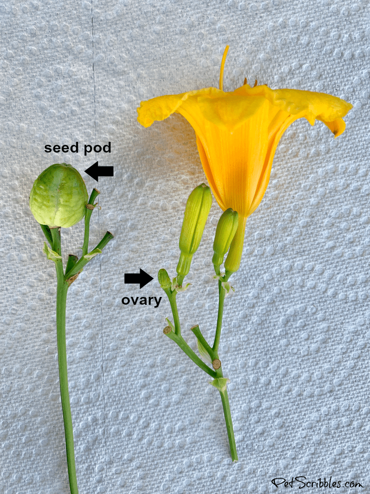 Stella D'Oro Daylily seed pods
