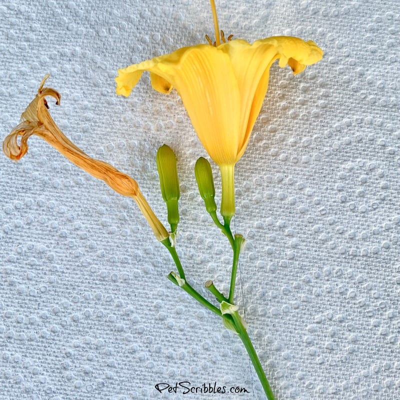 Stella D'Oro Daylily stem