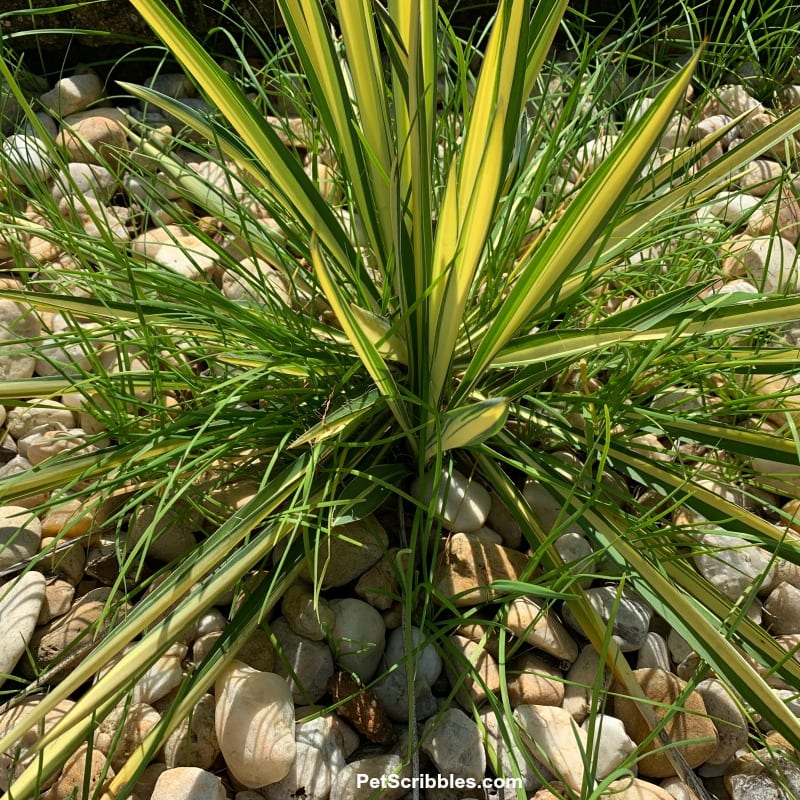 yucca plant surrounded by garlic chives