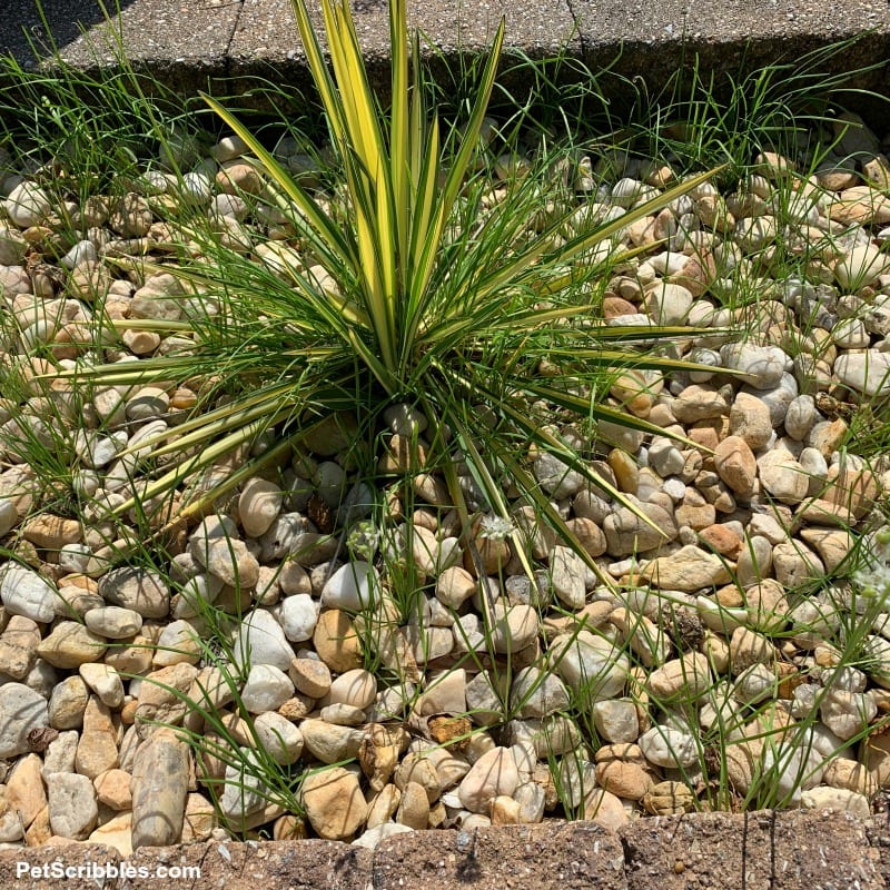 yucca surrounded by garlic chives