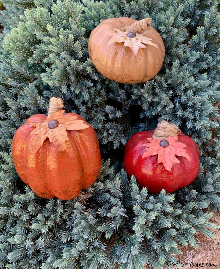 Blue Star Juniper shrub with small pumpkins