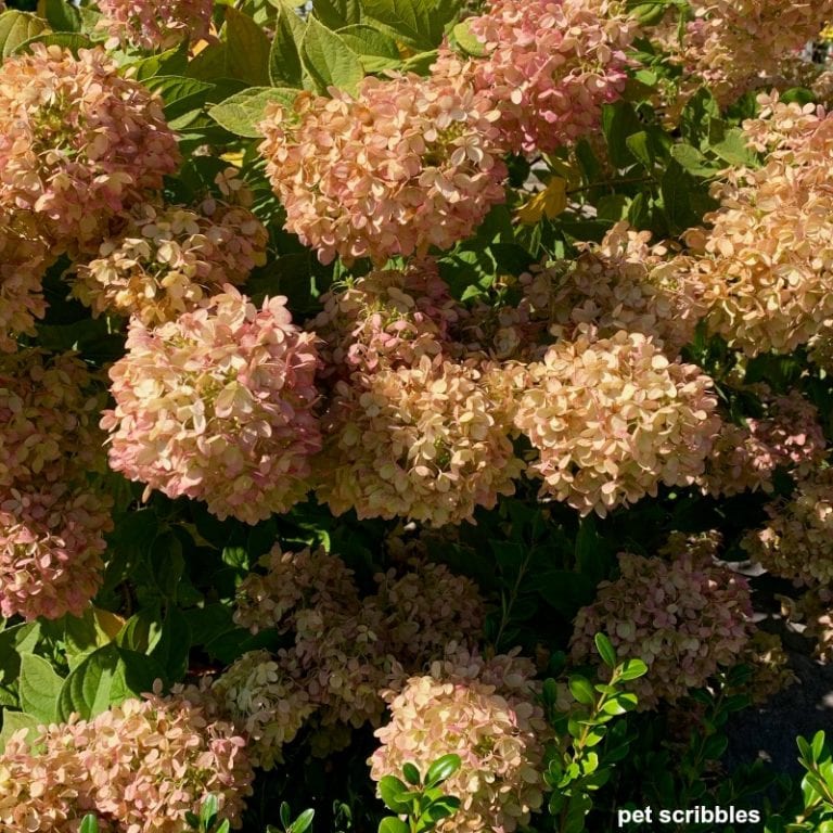 Limelight Hydrangea Tree Fall Color Garden Sanity by Pet Scribbles
