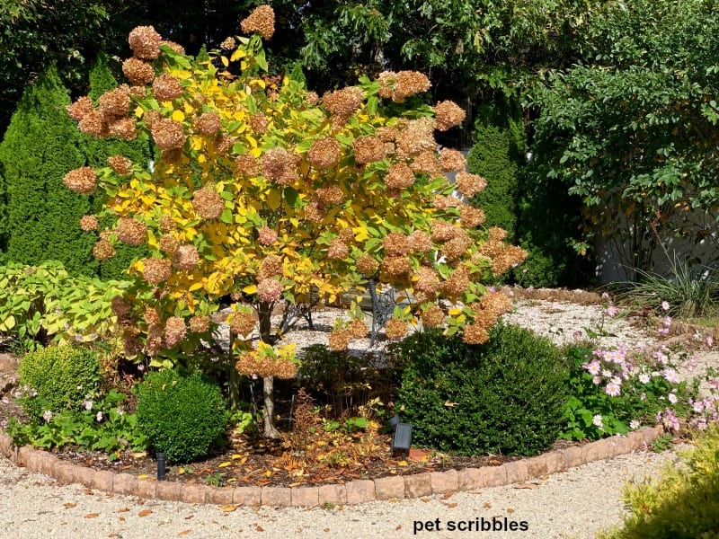 Fall color of Limelight Hydrangea Tree