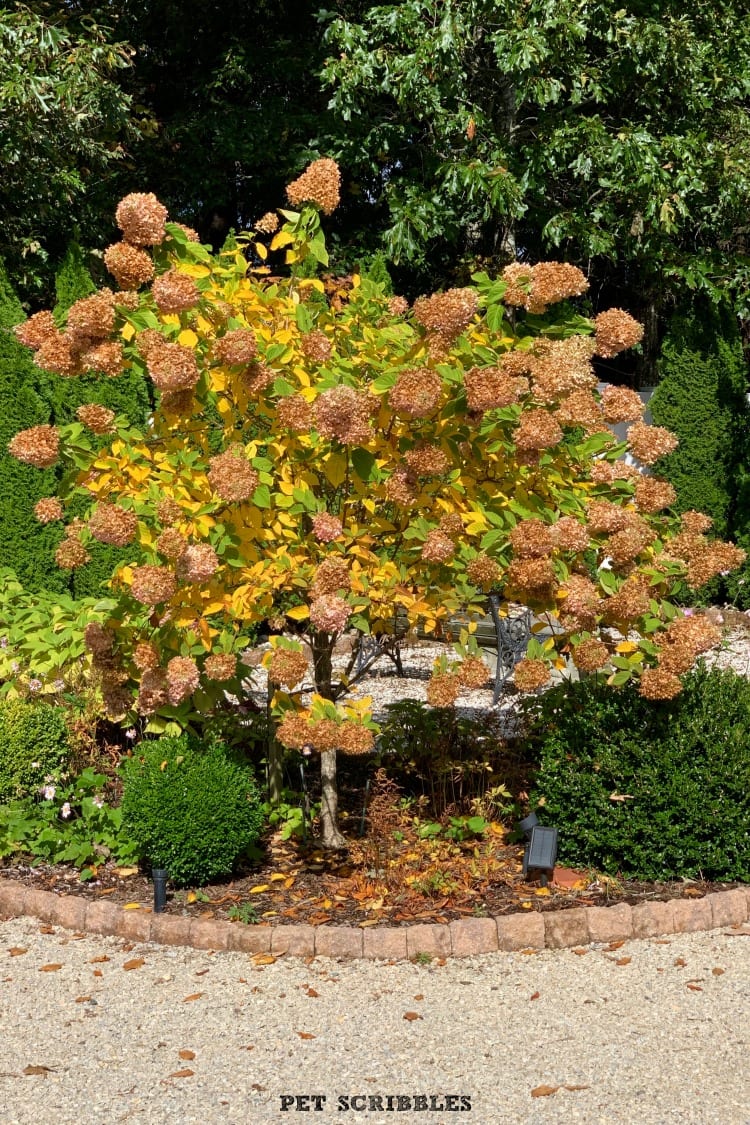 Limelight Hydrangea Tree Fall Color