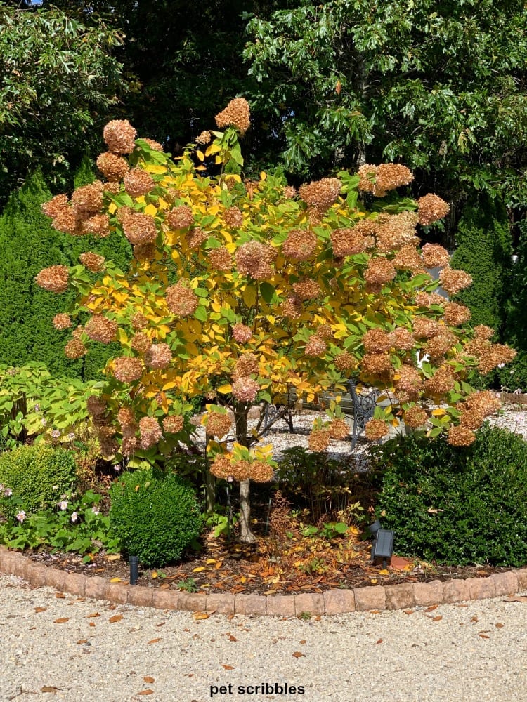 Limelight Hydrangea Tree in Fall