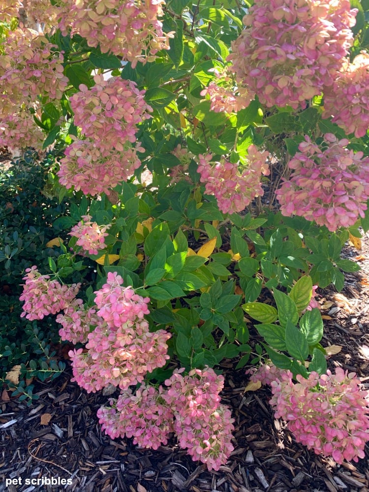 Little Lime Hydrangea Fall Color