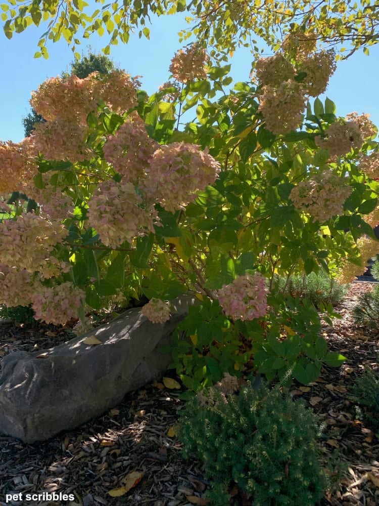 Little Lime Hydrangea and Heather in Fall