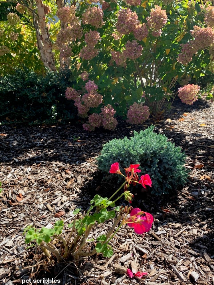 annual geranium in Fall