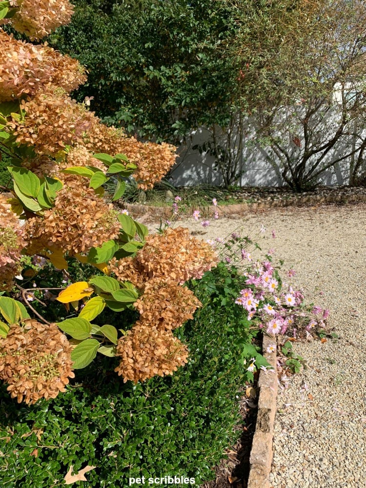 fading flowers on a Limelight Hydrangea Tree